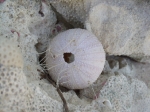 Sea urchin