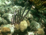 Snorkeling Mexico Rocks area