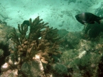 Snorkeling Mexico Rocks area