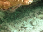 Snorkeling close to Exotic Caye BYC area