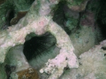 Snorkeling close to Exotic Caye BYC area