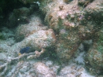 Snorkeling close to Exotic Caye BYC area