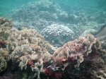 Snorkeling close to Exotic Caye BYC area