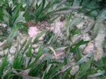 Snorkeling close to Exotic Caye BYC area