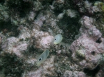 Snorkeling close to Exotic Caye BYC area