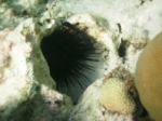 Snorkeling Mexico Rocks