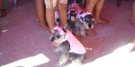 3 little pigs