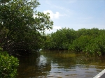 Boating through mangrove paths