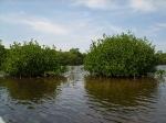 Mangroves at Northern Caye