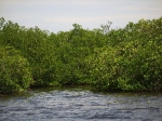 Mangroves