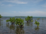 Sanboure Caye behind the mangroves