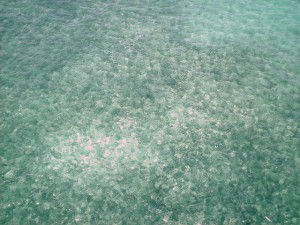 Caribbean Sea