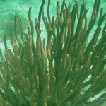San Pedro Belize