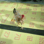 Chicken Drop