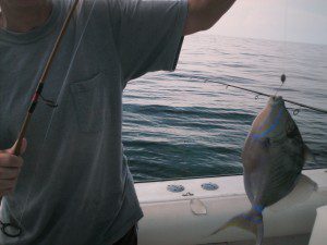 trigger fish