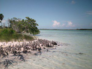 Island adventure