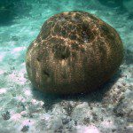Brain coral Brain coral