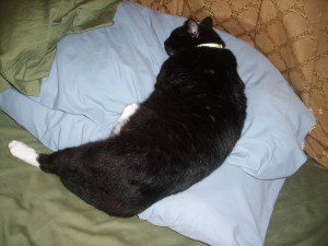 Basil sneaking a nap on Paul's pillow