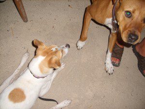 Sandy and Ginger Sandy and Ginger