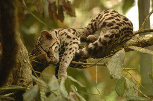 Jaguar by Christine Gilbert