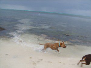 Ginger playing