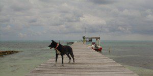 Luna on the dock Luna on the dock