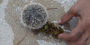 Sea Urchin Sea Urchin