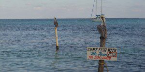 Pelicans on posts Pelicans on posts