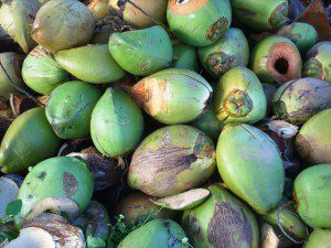 Coconuts