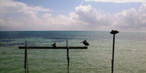 Watching Pelicans