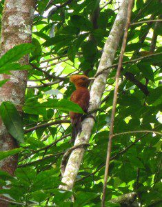 Chestnut-colored Woodpecker