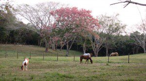 Horse Pasture