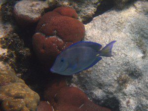 Snorkeling Barrier Reef