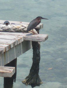 Green Heron