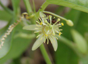 Corkystem Passionflower (Passiflora suberosa) Corkystem Passionflower (Passiflora suberosa)