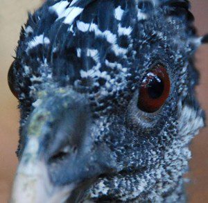 Curassow - Elbert Greer Belize bird facts