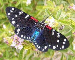 Faithful Beauty (Composia fidelissima) Faithful Beauty (Composia fidelissima)