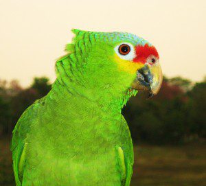 Parrot Belize Bird Rescue