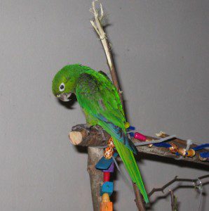 Parrot Belize Bird Rescue
