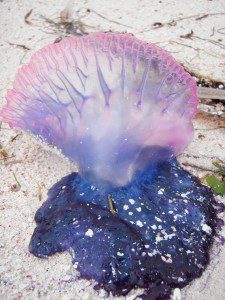 Portuguese Man-of-War Portuguese Man-of-War