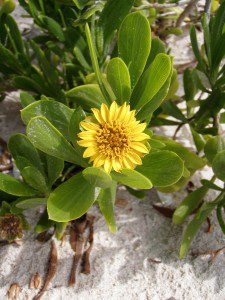 Sea Daisy (Borrichia arborescens) Sea Daisy (Borrichia arborescens)