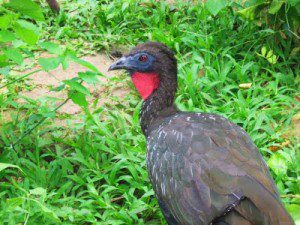 Crested Guan - Colette - Be Kind Belize Belize bird facts