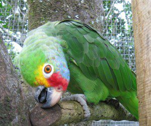 Parrot - Colette - Be Kind Belize Belize Bird Facts