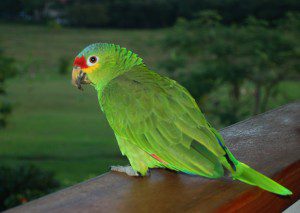 parrot Belize Bird Rescue
