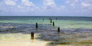 Caribbean Sea Belize
