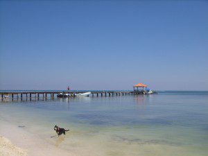 Molly chasing coconuts Caribbean Villas San Pedro Belize
