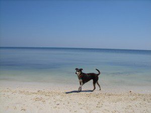 Molly Caribbean Villas San Pedro Belize