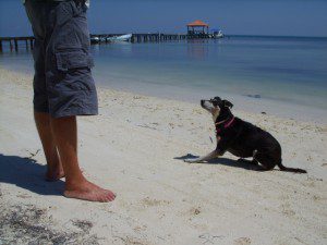 Waiting for Paul to throw Caribbean Villas San Pedro Belize
