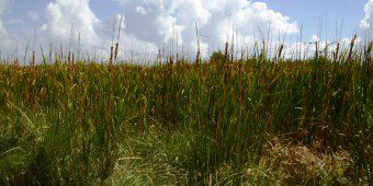 Bullrushes San Pedro Belize