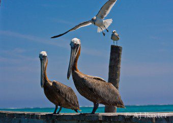 Ambergris Caye Pictures